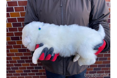 成約済の千葉県のグレートピレニーズ-360561の30枚目